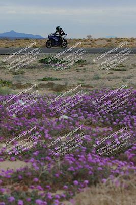 media/Jan-14-2023-SoCal Trackdays (Sat) [[497694156f]]/Turn 14 Exit Bloomig (145pm)/